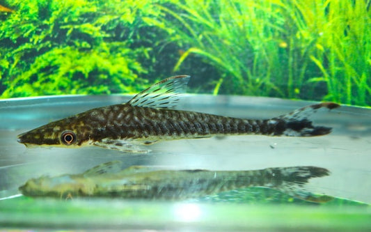 Tiger-Otocinclus (Hypoptopoma psilogaster)