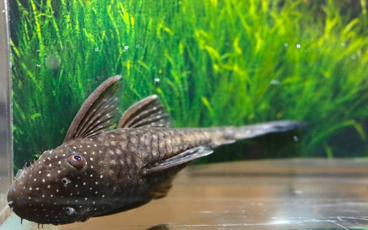 Ancistrus L349 – Ancistrus sp. | Seltener Wildfang & attraktiver Harnischwels aus Brasilien