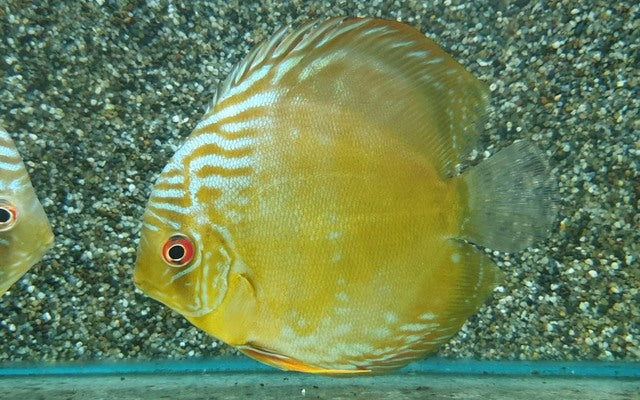 Diskus Cametá – Symphysodon aequifasciatus cametá | Prächtiger Amazonas-Wildfang