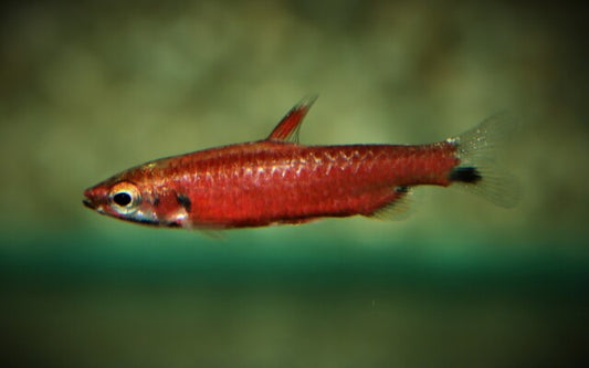 Zwergziersalmler Super Rot Amaya Wildfang – Nannostomus amaya (Only Males) M 2,5–3 cm | Intensiv gefärbter Zwergsalmler