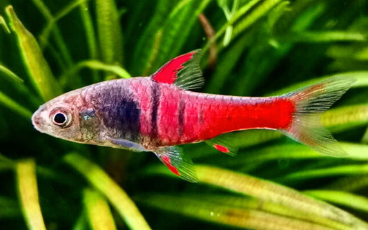 Jae-Barbe Wildfang – Enteromius jae L 2,5–3 cm | Seltene, farbenprächtige Zwergbarbe aus Afrika