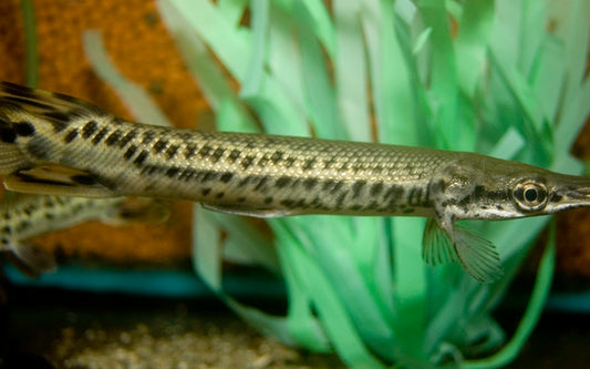 Alligatorhecht (Atractosteus Lepisosteus spatula)