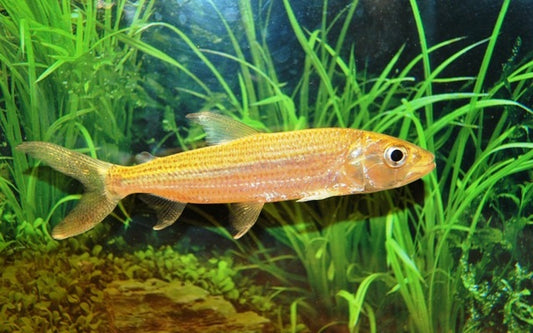 Riesen-Tigersalmler (Hydrocynus goliath)