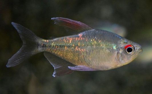Brilliantsalmler – Moenkhausia pittieri M 2–3 cm | Glänzender Schwarmfisch