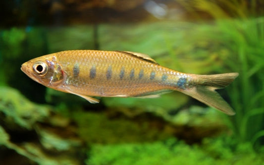 Bärbling bakeri Wildfang – Opsarius bakeri L 9–10 cm | Seltene Strömungsrarität aus Südostasien