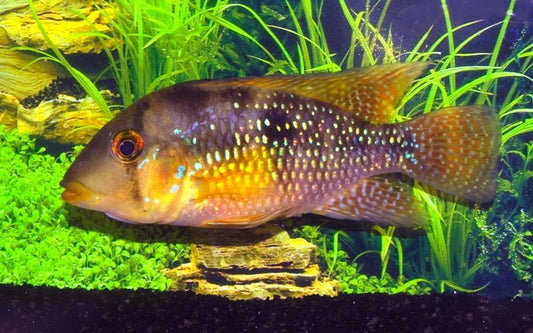 Brasil Perlmutt Buntbarsch – Geophagus brasiliensis | Farbenprächtiger, robuster Südamerika-Cichlide
