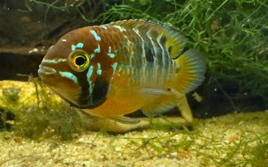 Zweipunkt-Buntbarsch (Ivanacara bimaculata)