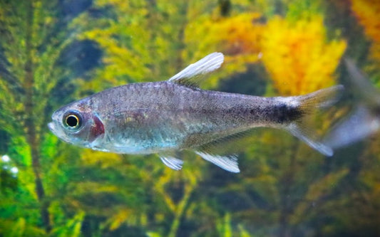 Negodagua Salmler – Hyphessobrycon negodagua | Seltener Wildfang 3cm