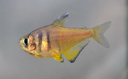 Roter von Rio Gelb – Hyphessobrycon flammeus | Friedlicher Zierfisch 1,5-2cm