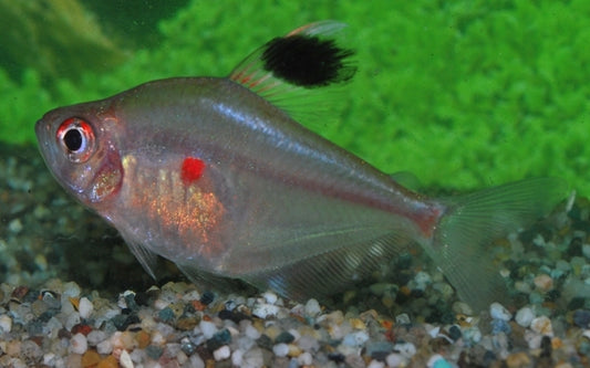 Fahnen-Kirschflecksalmler – Hyphessobrycon erythrostigma | Prachtfisch 3-4cm