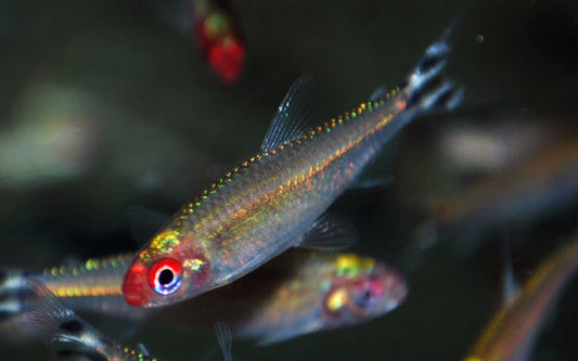 Rotkopfsalmler – Hemigrammus bleheri | Beliebter Schwarmfisch 2-2,5cm