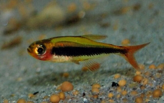 Tucano-Salmler Wildfang – Tucanoichthys tucano M 1–1,5 cm | Seltener Zwergsalmler