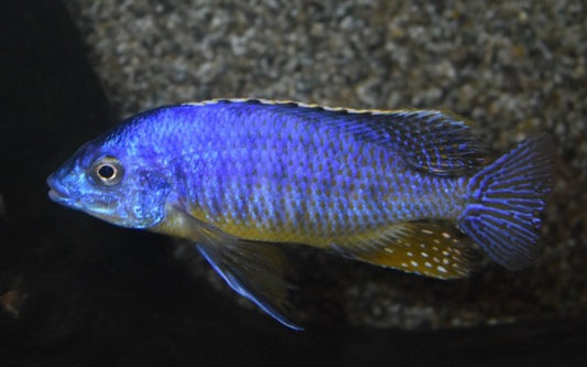 Buntbarsch Taeniolatus Lupingu – Protomelas taeniolatus ‘Lupingu’ | Farbenprächtiger Malawi-Cichlide