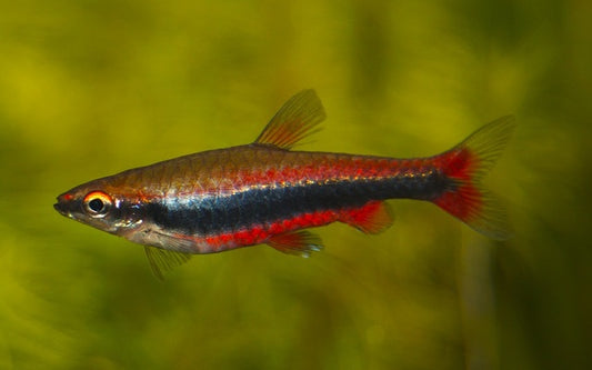 Längsband-Ziersalmler Wildfang – Nannostomus beckfordi M 3–4 cm | Friedlicher Zwergsalmler