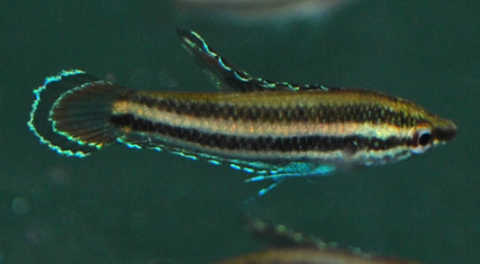 Prachtgurami sumatranus – Parosphromenus sumatranus | Seltener, farbintensiver Labyrinthfisch für Schwarzwasser-Aquarien
