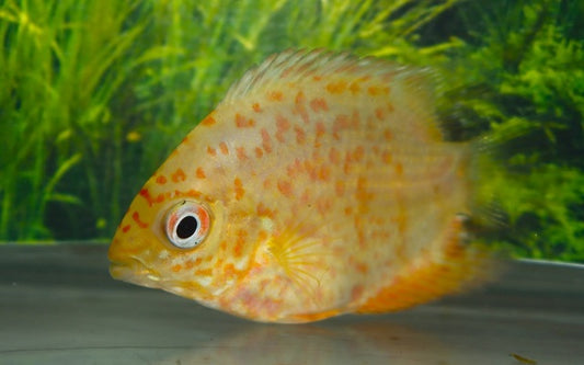 Eyespot cichlid – Heros sp. 'Gold Red Spotted'