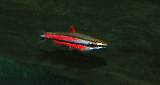 Ziersalmler rubrocaudatus – Nannostomus rubrocaudatus L 2,5–3,5 cm | Rubinroter Zwergsalmler