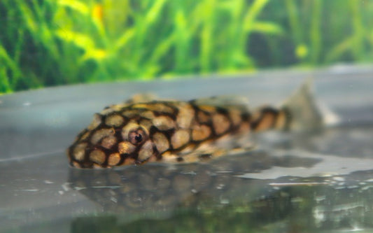 Ancistrus L519 – Ancistrus sp. | Seltener Pleco & friedlicher Algenfresser aus Südamerika