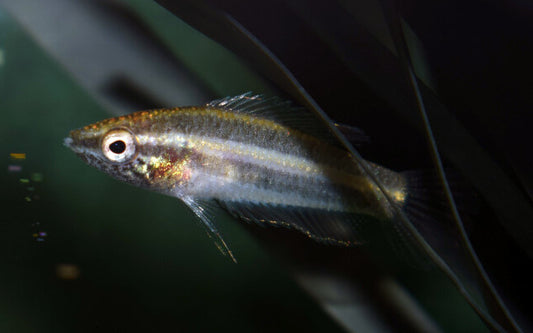 Prachtgurami anjunganensis – Parosphromenus anjunganensis | Seltener Wildfang mit intensiver Blauzeichnung und elegantem Verhalten