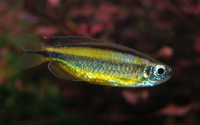 Gold-Kongosalmler – Phenacogrammus aurantiacus | Seltener Wildfang & schimmernde Rarität aus Afrika