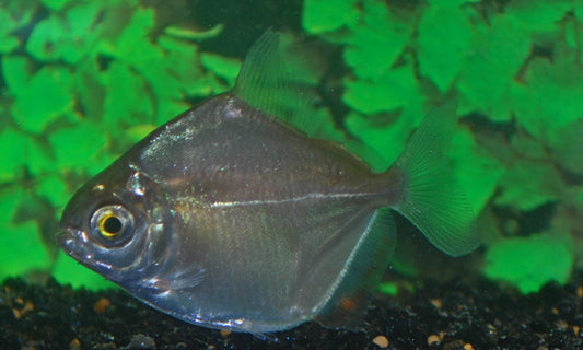 Dickkopf-Scheibensalmler – Metynnis hypsauchen S/M 4–5 cm | Friedlicher Silberdollar