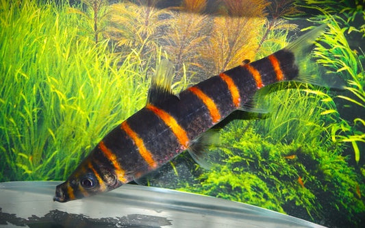 Ringelsocken-Kopfsteher Wildfang – Synaptolaemus latofasciatus L 7–8 cm | Auffällige Südamerika-Rarität