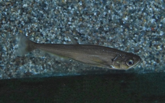 Hundezahnsalmler (Hydrolycus scomberoides)