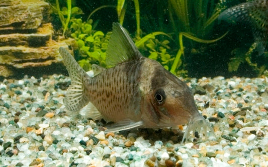 Inirida-Panzerwels – Corydoras delphax | Rarer Wildfang mit edlem Glanz & ruhigem Schwarmverhalten aus Kolumbien