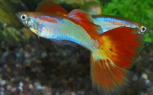 Guppy Sunset Männchen – Poecilia reticulata Sunset M 2,5–3 cm | Leuchtend orange Zuchtform mit warmer Ausstrahlung