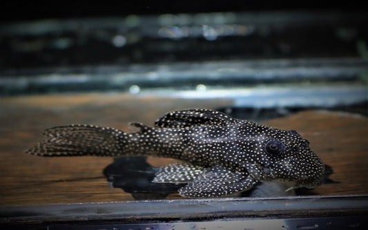 L262 Hypancistrus – Hypancistrus sp. | Seltener Wildfang & kontrastreicher L-Wels aus Brasilien