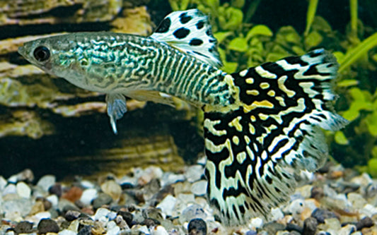 Guppy Snakeskin Grün – Poecilia reticulata M 2,5–3 cm | Elegante Zuchtform mit grünem Schlangenmuster