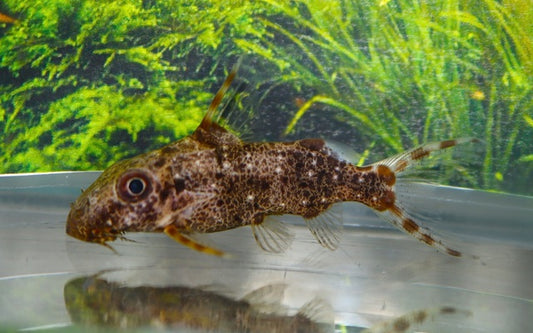 Davids rückenschwimmender Kongowels – Synodontis contracta | Seltener Zwergwels aus dem Kongo