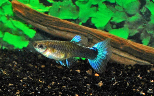 Guppy Neon Blau – Poecilia reticulata W 2,5–3 cm | Edle Zuchtform mit leuchtend blauem Schimmer