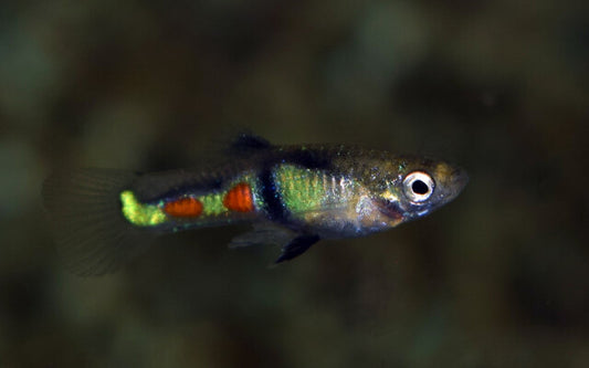 Endler Guppy Tigre – Poecilia wingei M/W 1–1,5 cm | Seltene Zuchtform mit tigerartiger Zeichnung