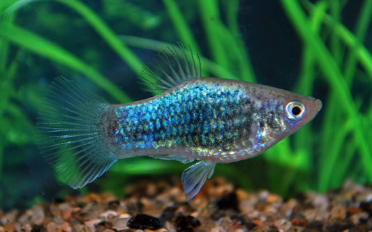 Platy Neon Blau Tuxedo – Xiphophorus maculatus M 2–2,5 cm | Edle Zuchtform mit blau-schwarzer Kontrastfärbung