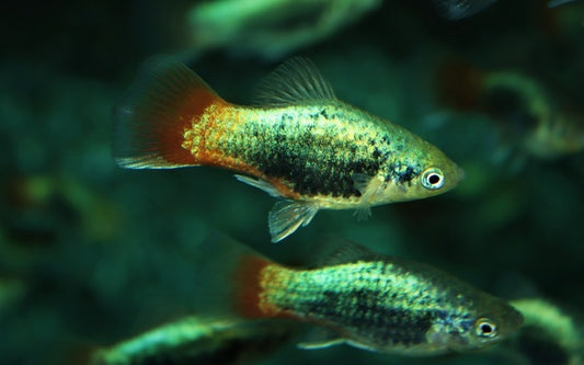 Platy Blau Tuxedo Rotschwanz – Xiphophorus maculatus M 2–2,5 cm | Elegante Zuchtform mit blauem Körper und rotem Schwanz