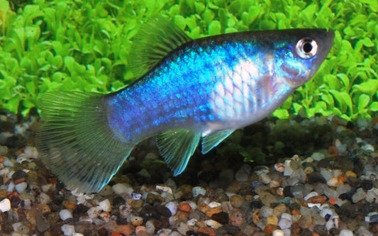 Platy Blau – Xiphophorus maculatus M 2–2,5 cm | Leuchtende Zuchtform mit intensivem Blauglanz