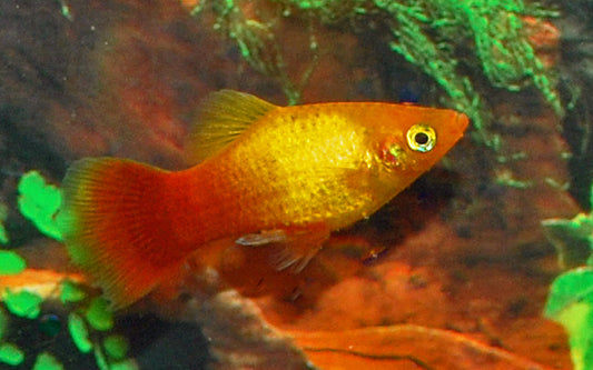 Platy Neon Marigold – Xiphophorus maculatus M 2–2,5 cm | Leuchtende Zuchtform in Gold-Orange mit Neon-Schimmer