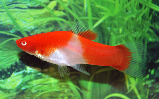 Schwertträger Koi Red Eye – Xiphophorus helleri M 3,5–4 cm | Dreifarbige Zuchtform mit roten Augen