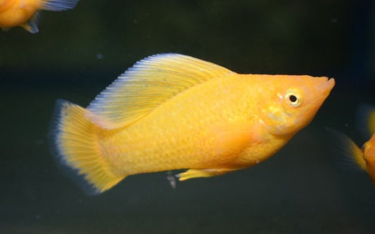 Segelkärpfling Orange – Poecilia latipinna | Kräftig orange Hochflossen-Zuchtform mit Glanzeffekt