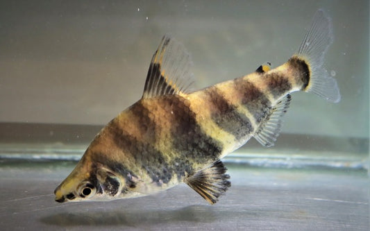 Brachsensalmler Wildfang – Abramites hypselonotus M/L 5–6 cm | Seltene Südamerika-Rarität