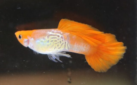 Guppy Snakeskin Rotkopf – Poecilia reticulata Snakeskin Red Cap M 2,5–3 cm | Edle Zuchtform mit rotem Kopf und feinem Muster