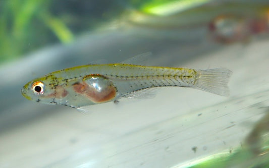 Glasgrundel – Gobiopterus chuno | Transparenter Schwarmfisch mit friedlichem Verhalten & faszinierender Erscheinung
