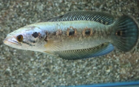 Augenfleck-Schlangenkopffisch (Channa pleurophthalma) XL