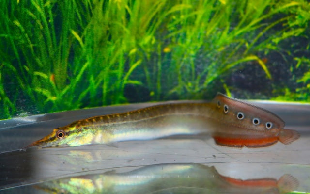 Augenfleckstachelaal „Red Fin“ (Macrognathus aculeatus)
