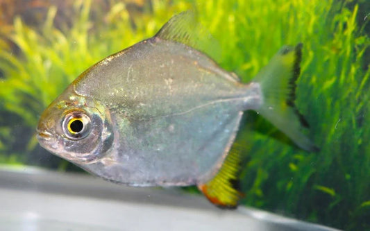 Scheibensalmler arnoldi Wildfang (Myloplus arnoldi) – Sparset 10 Stück