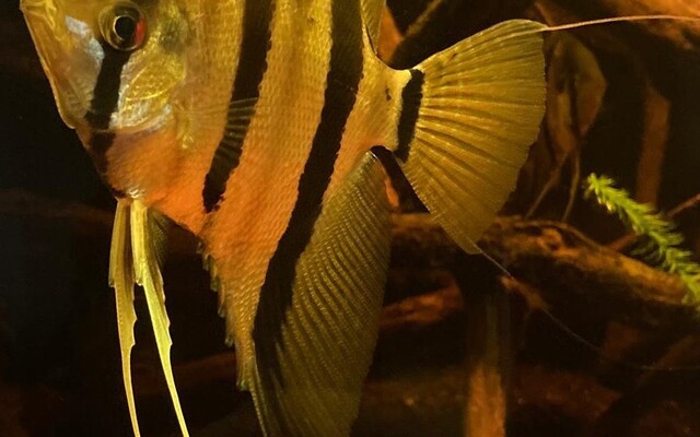 Skalar Surinam Rot Gepunktet – Pterophyllum scalare | Seltene, rot gefleckte Amazonas-Variante