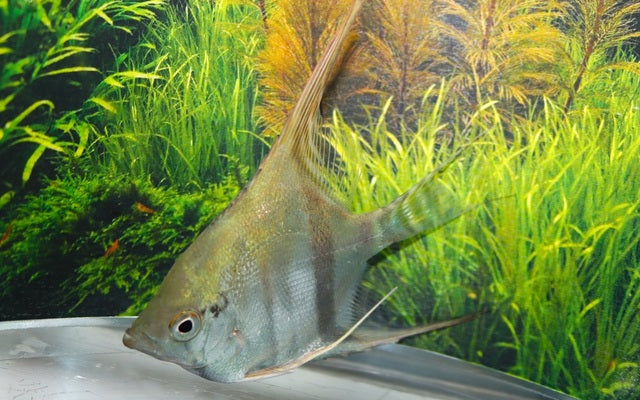 Skalar Surinam Rot Gepunktet – Pterophyllum scalare | Seltene, rot gefleckte Amazonas-Variante