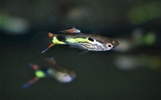 Endler Guppy Lime Tiger – Poecilia wingei M/W 1–1,5 cm | Wiener Smaragd mit grünem Glanz und Tigerzeichnung