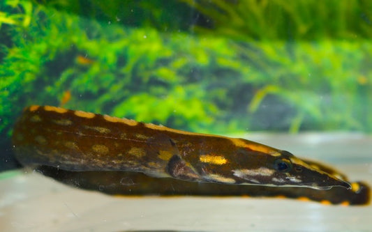 Einfarbstachelaal (Mastacembelus unicolor)